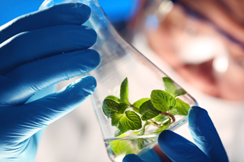 Scientist with a vial of spearmint leaves relating to the discovery of new natural mosquito repellents. 